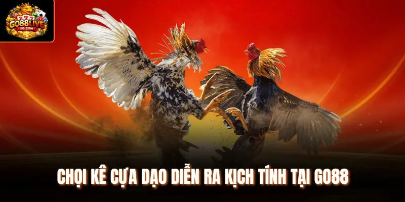 Chọi kê cựa dạo diễn ra kịch tính tại Go88